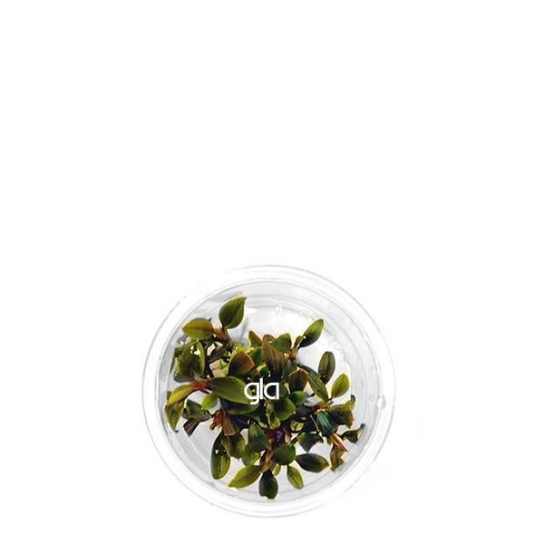 Bucephalandra Red Mini (sterile cup) (XS)