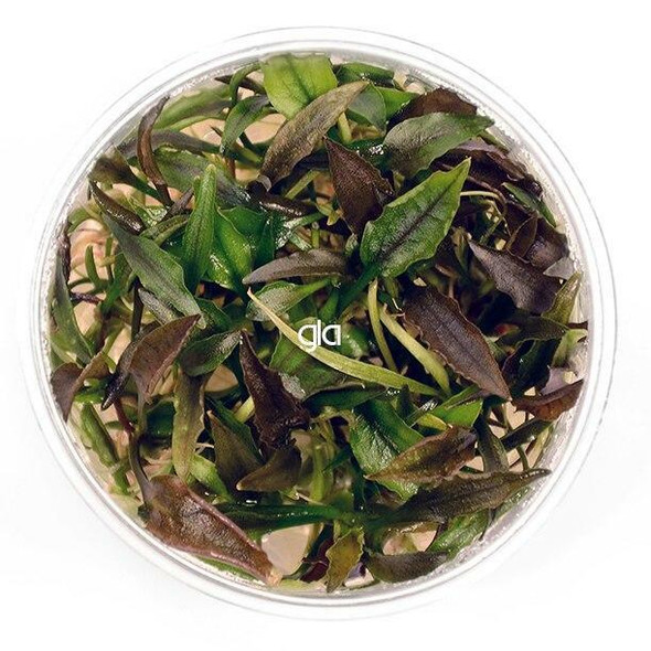 Cryptocoryne Yujii (sterile cup)