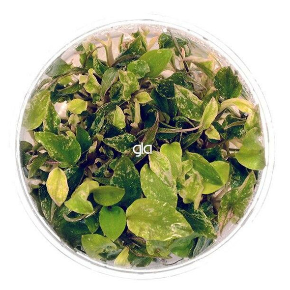 Lagenandra Meeboldii Red Round (sterile cup)