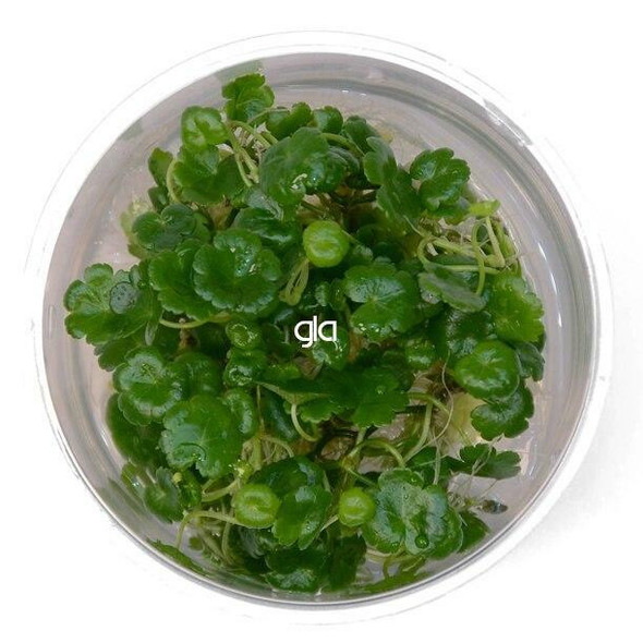 Hydrocotyle Sibthorpioides (GLA Tissue Culture)