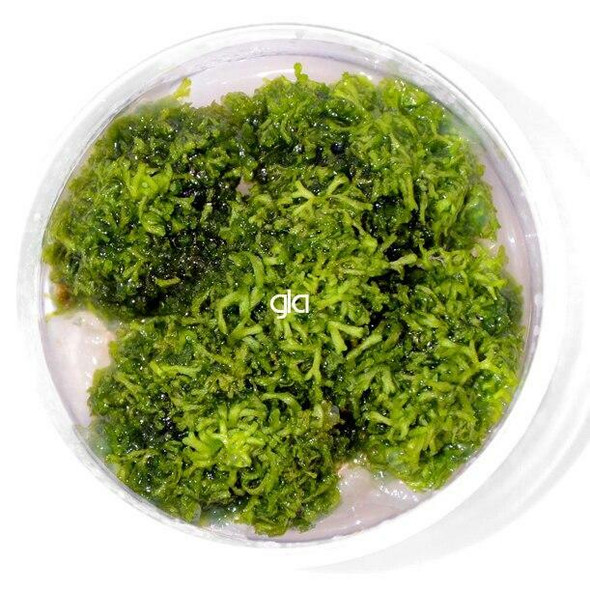 Riccia Fluitans (sterile cup)