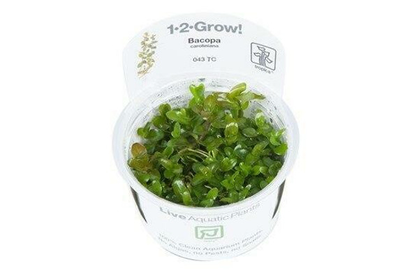 Bacopa Caroliniana (Tropica Tissue Culture)