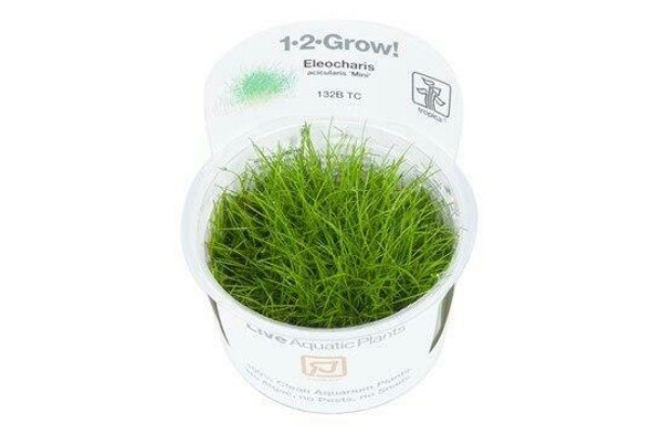 Eleocharis Acicularis Mini (Tropica Tissue Culture)