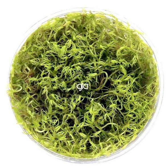 Myriophyllum Matogrossense Red (sterile cup)