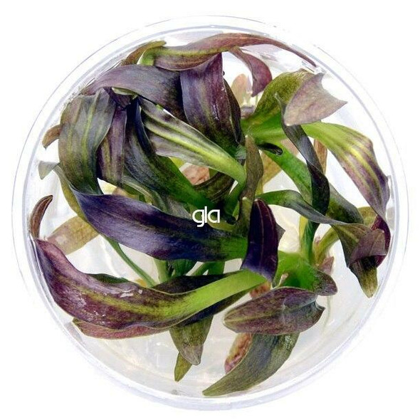 Echinodorus Rose (sterile cup)