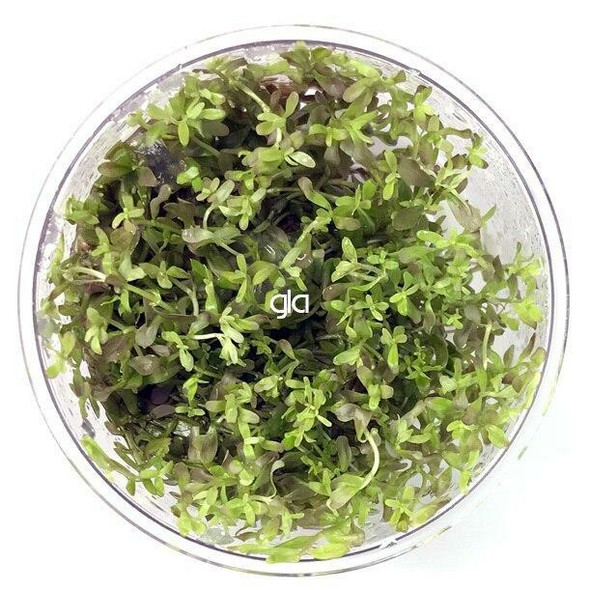 Rotala Ceylon (sterile cup)