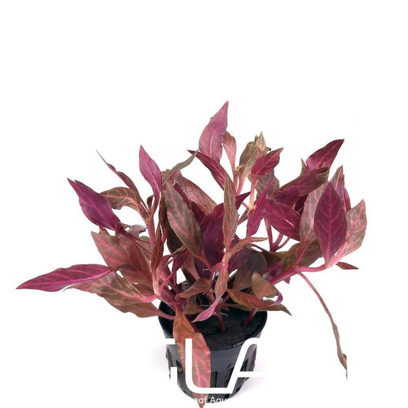 Echinodorus Red Flame Mother Plant (GLA Potted Plant)