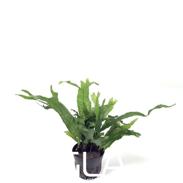 Microsorium Thors Hammer (GLA Potted Plant)