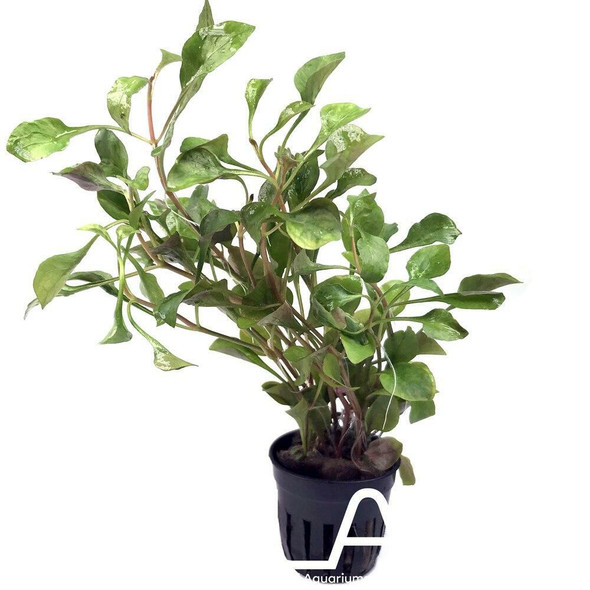 Bucephalandra Wavy Dark Green (GLA Potted Plant)