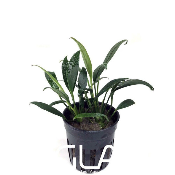 Anubias Congensis Mini (GLA Potted Plant)