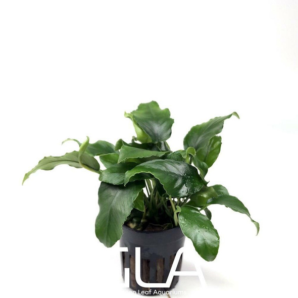 Anubias Nana Wrinkle Leave (GLA Potted Plant)