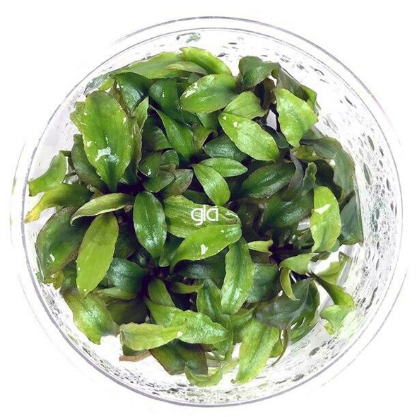 Cryptocoryne Longicauda (GLA Tissue Culture)