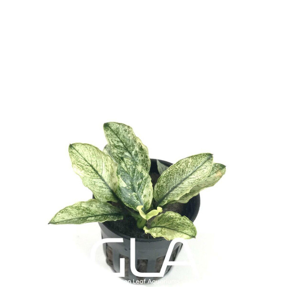 Anubias Nana Pinto (potted)