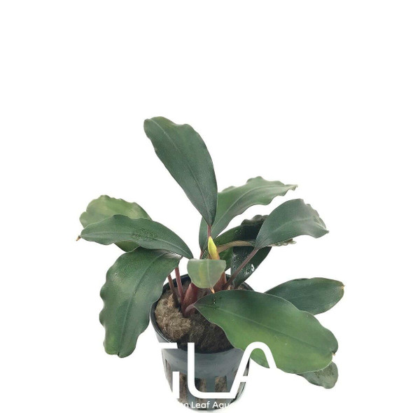 Bucephalandra Green Broad Leaf (potted)