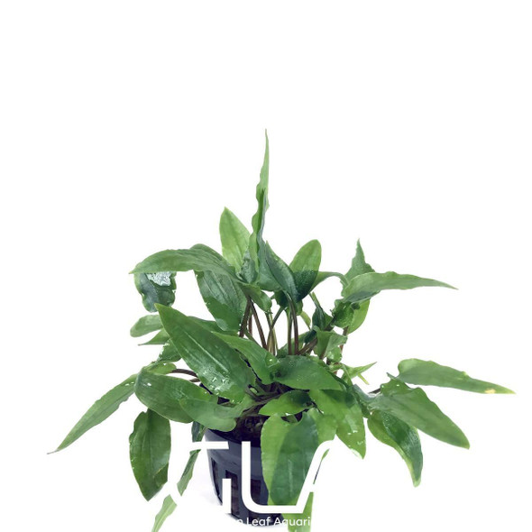 Cryptocoryne Wendtii Green (potted)