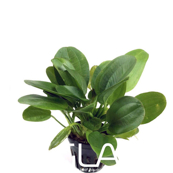 Echinodorus Horizontalis Mini (GLA Potted Plant)