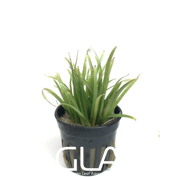 Sagittaria Subulata (GLA Potted Plant)