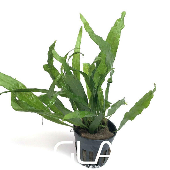 Microsorium Pteropus sp Narrow (GLA Potted Plant)