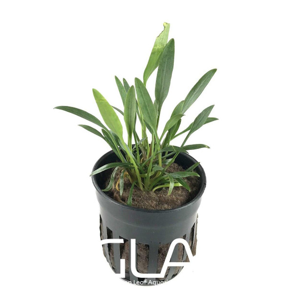 Cryptocoryne Lucens (GLA Potted Plant)