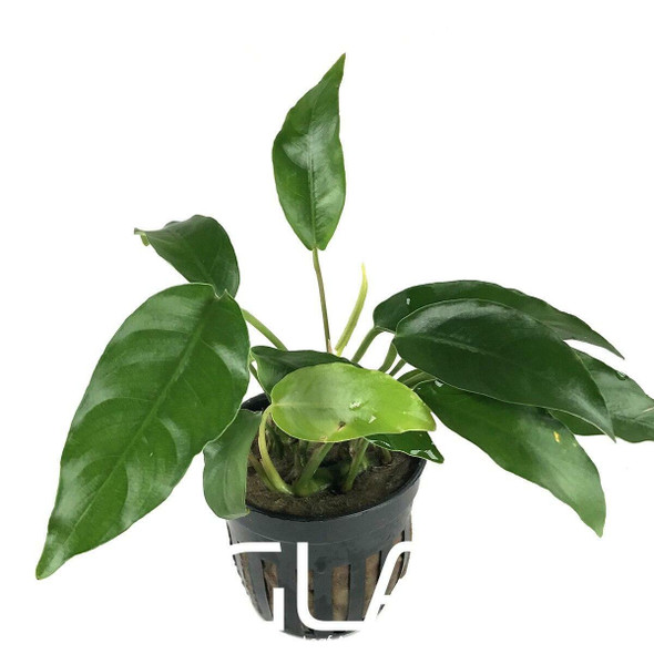 Anubias Short & Sharp (GLA Potted Plant)