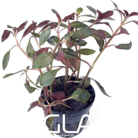 Ludwigia Glandulosa Peruensis Diamon (potted)