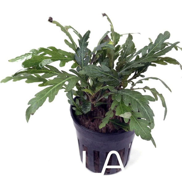 Hygrophila Pinnatifida (GLA Potted Plant)