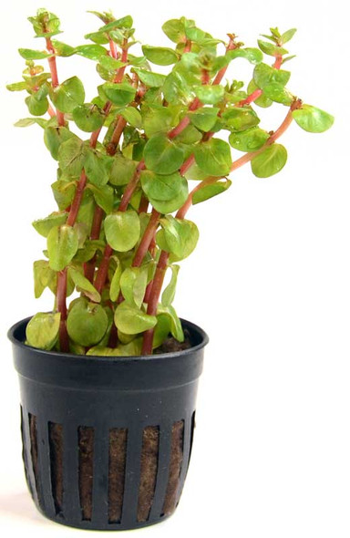 Rotala Rotundifolia Red (potted)