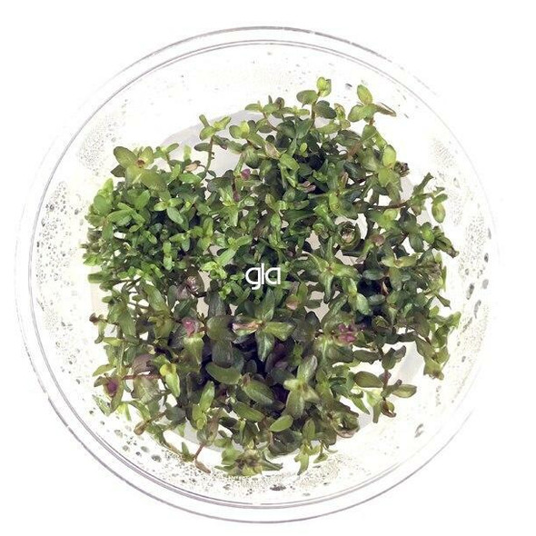 Rotala Macrandra (GLA Tissue Culture)