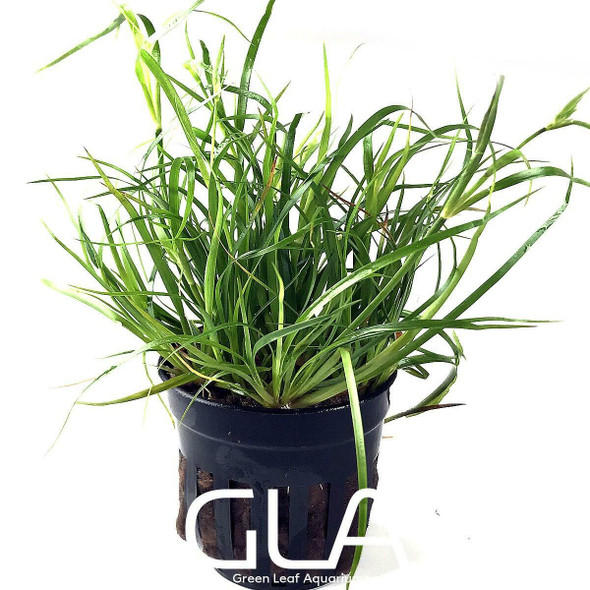 Juncus Repens (potted)