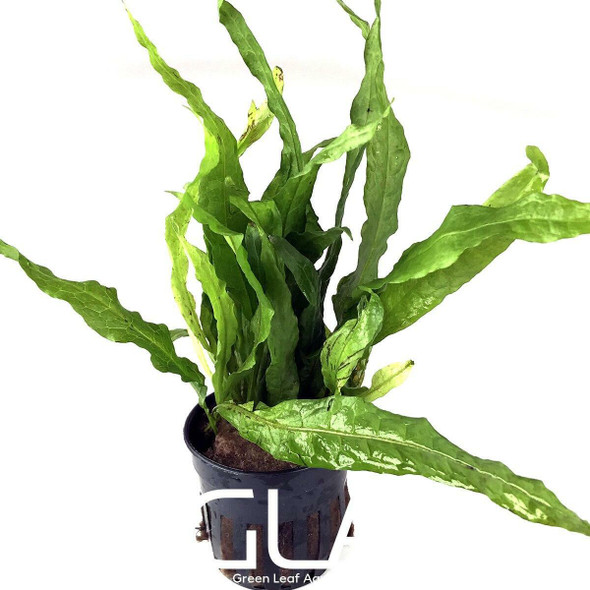 Microsorium Pteropus var Soft (GLA Potted Plant)