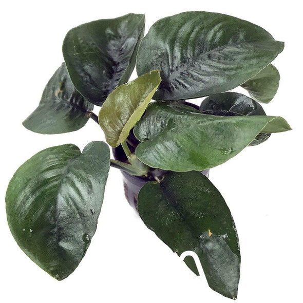 Anubias Barteri Butterfly (GLA Potted Plant)