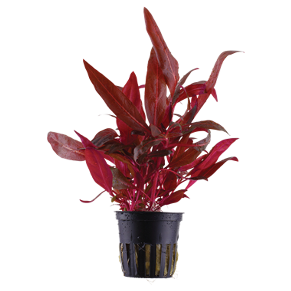 Alternanthera Reineckii Rosanervig (Tropica Potted Plant)