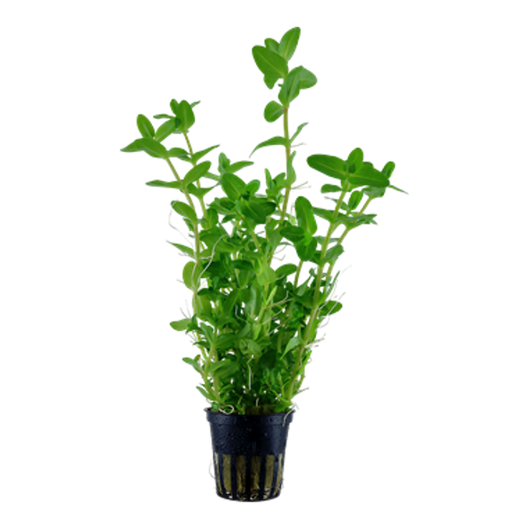 Bacopa Caroliniana (Tropica Potted Plant)