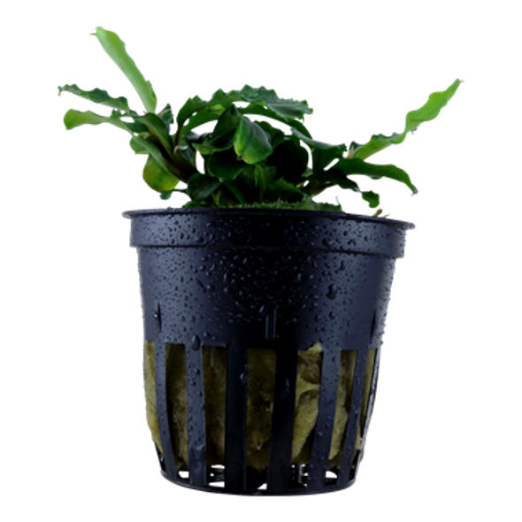 Bucephalandra Pygmaea Wavy Green (Tropica Potted Plant)