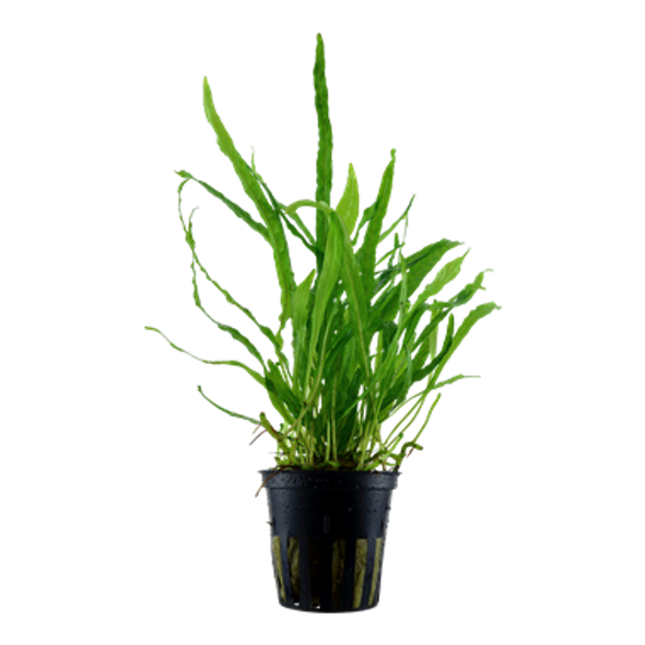 Microsorum Pteropus Narrow (Tropica Potted Plant)