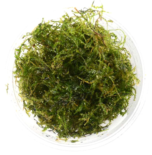 Taxiphyllum Barbieri Java Moss (portion)