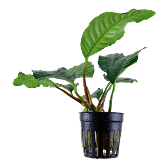 Anubias Barteri Coffeefolia (potted)