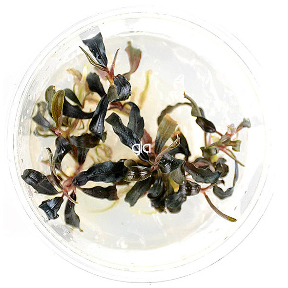 Bucephalandra Kedekang Mini Round (sterile cup)