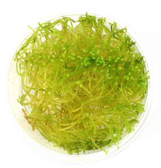 Taxiphyllum Taiwan Moss (sterile cup)