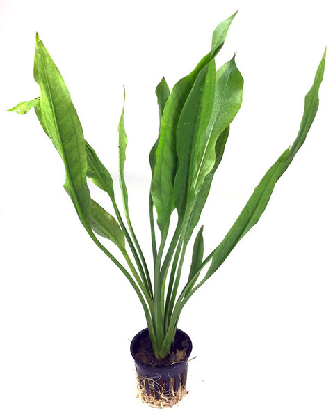 Echinodorus Grisebachii Bleherae Amazon Sword (GLA Potted Plant)