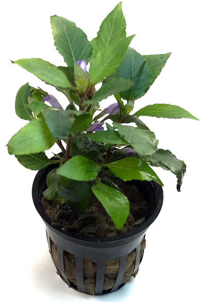 Hygrophila Corymbosa Kompakt/Compact (GLA Potted Plant)