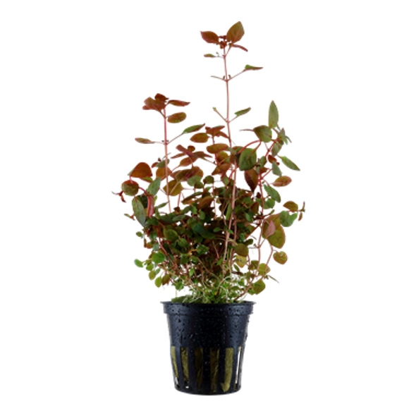 Ludwigia Palustris Super Red (potted)