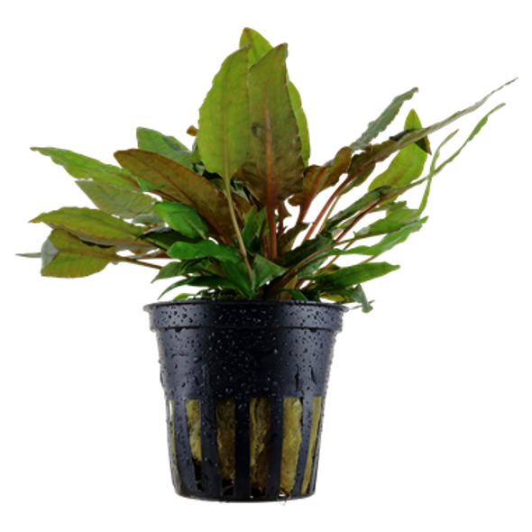 Cryptocoryne Wendtii Tropica (GLA Potted Plant)