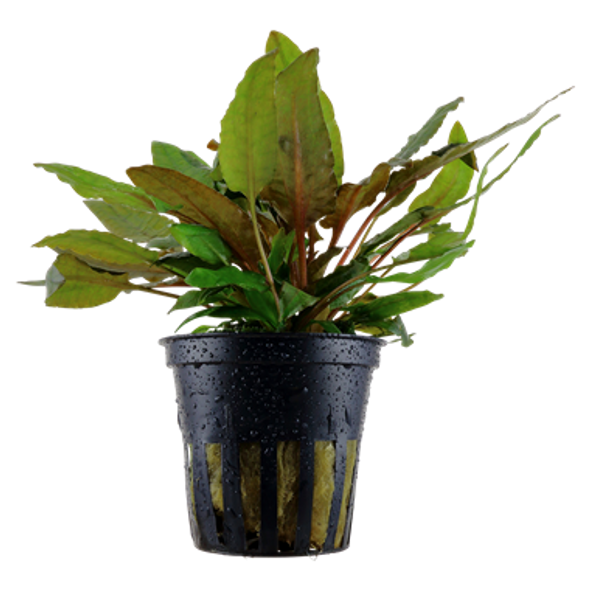 Cryptocoryne Wendtii Tropica Bronze (potted)