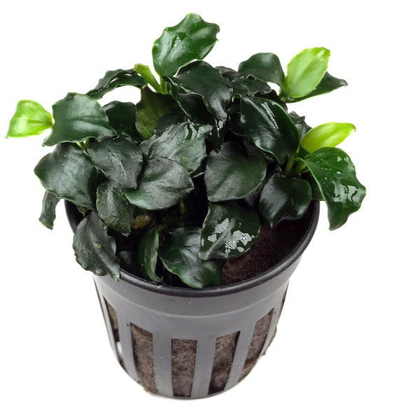 Anubias Barteri Dark Angel (potted)