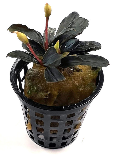 Bucephalandra Kedagang Mini Round (potted)