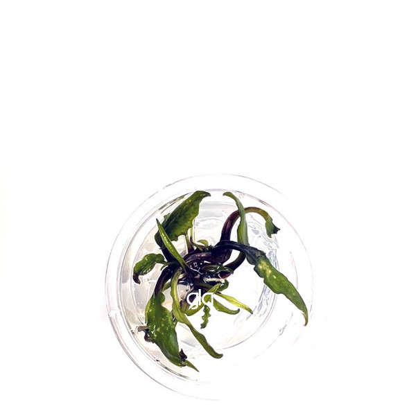 Cryptocoryne Shulzei (GLA Tissue Culture) (XS)