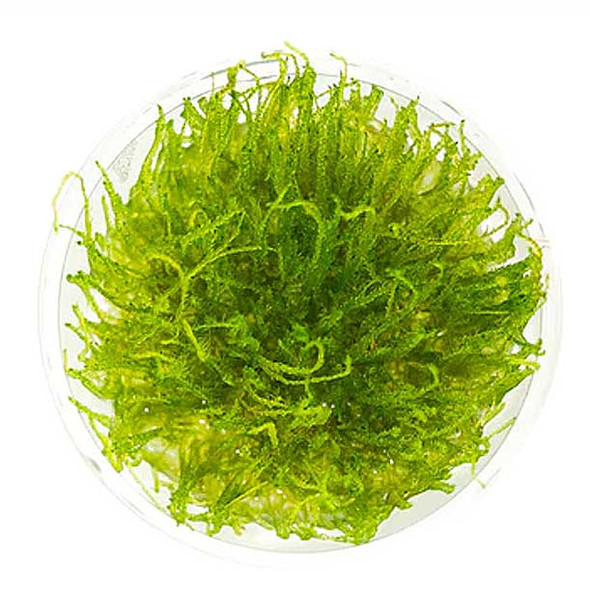 Taxiphyllum Giant Moss (sterile cup)