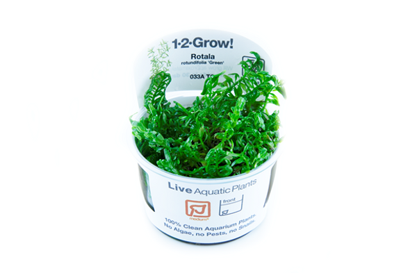 Rotala Rotundifolia Green (Tropica Tissue Culture)