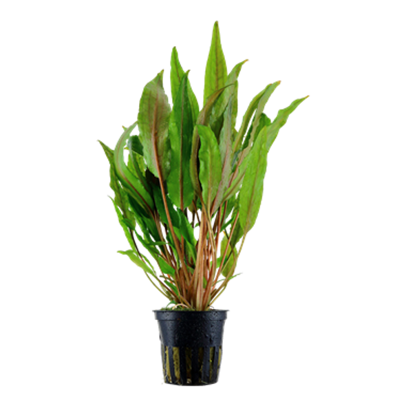 Cryptocoryne Undulata Broad Leaves (Tropica Potted Plant)